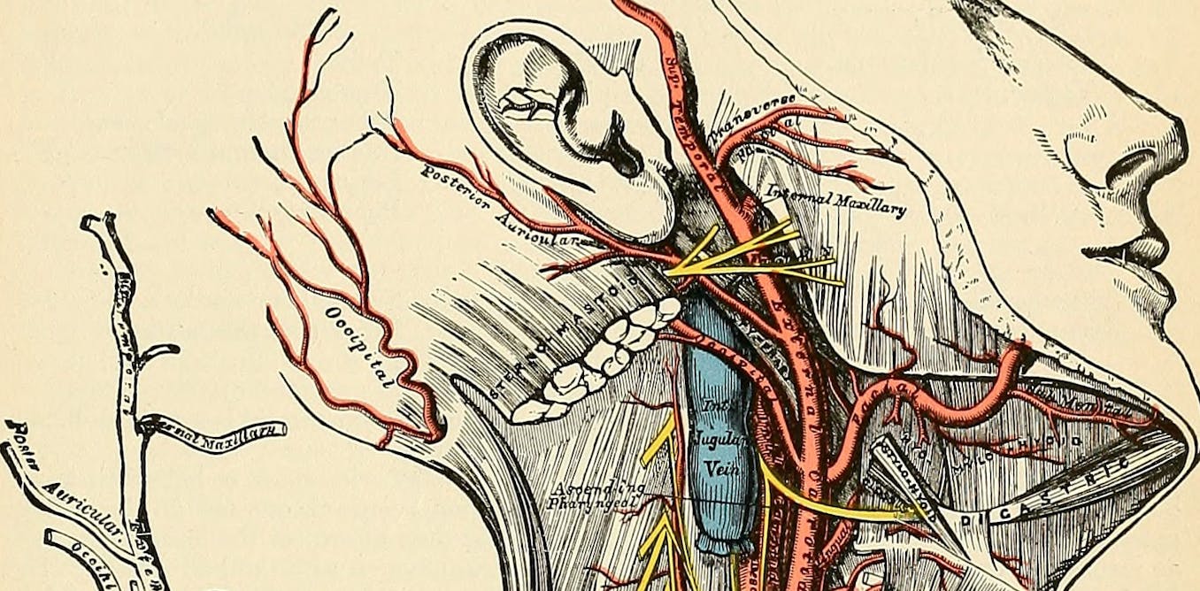 Da secoli le immagini insegnano la medicina ai medici: un illustratore medico spiega appear